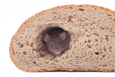 Maus schaut aus Loch im Brot
