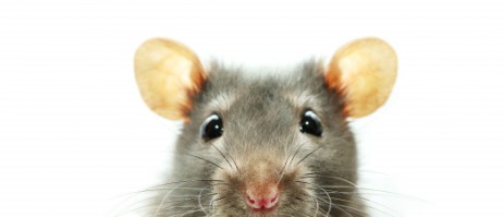 Ratte, Ratten, Nager Rattengesicht, Ratten im Haus
