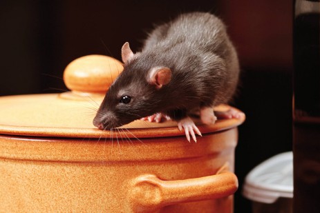 Ratte in der Küche 