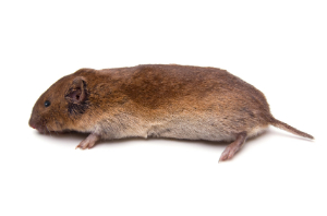 Wühlmaus seitlich Wühlmaus in Großaufnahem von der Seite